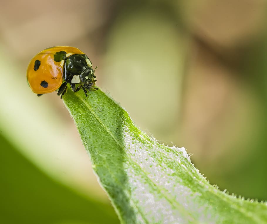 ladybird, beetle, insect, nature, pattern, one animal, animal themes HD wallpaper