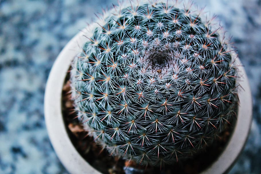 cactus, beautiful, virtual, succulent plant, thorn, sharp, close-up HD wallpaper