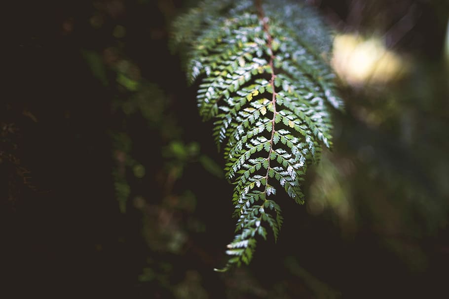 green fern leaf in selective focus photography, green plant, foliage HD wallpaper