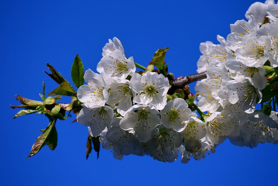 white cherry blossoms, spring, sky, blue, tender, branch, cherry blossom branch HD wallpaper