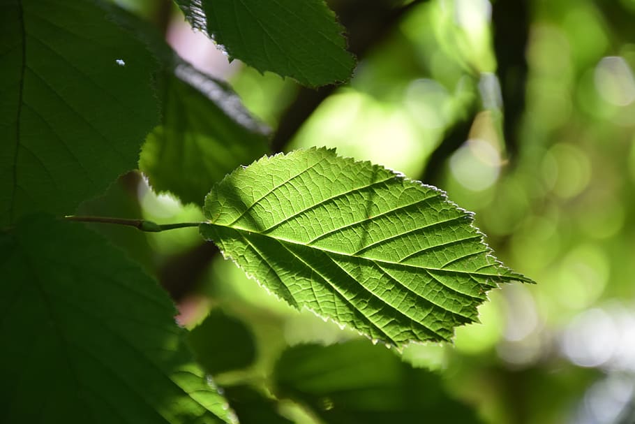leaf, tree, foliage, nature, green, forest, branch, sunlight HD wallpaper