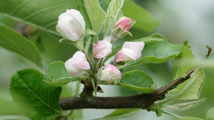 nature, leaf, flower, apple, queen of the pippin, plant part HD wallpaper
