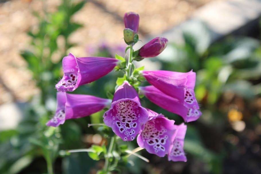Flower, Blossom, Bloom, Thimble, Nature, plant, purple, growth HD wallpaper