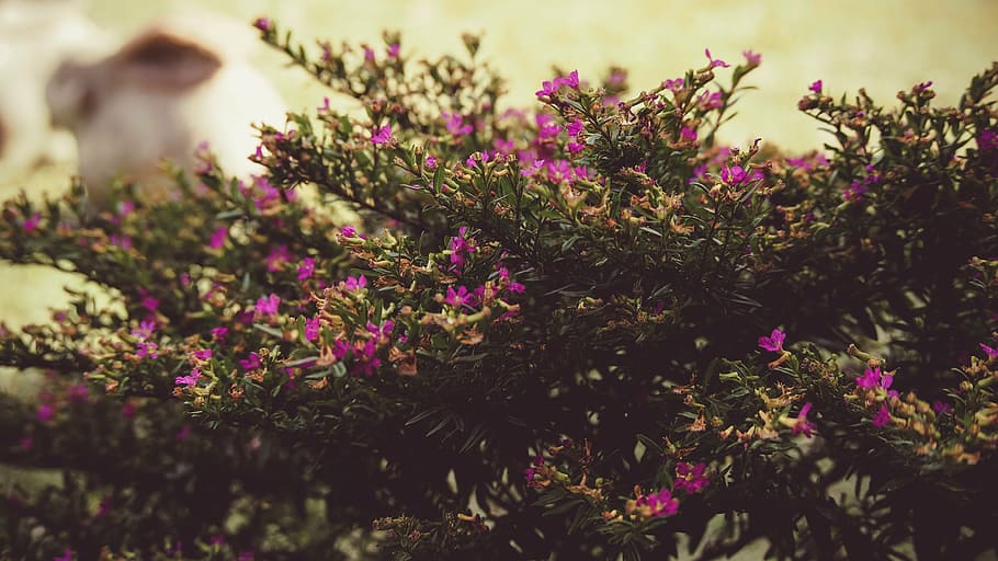 tree, bush, flowers, hedges, shrubs, landscaping, flowering plant HD wallpaper