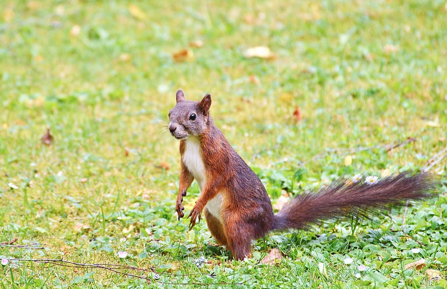 Squirrel, Nager, Rodent, Cute, Nature, cheeky, animal, garden HD wallpaper