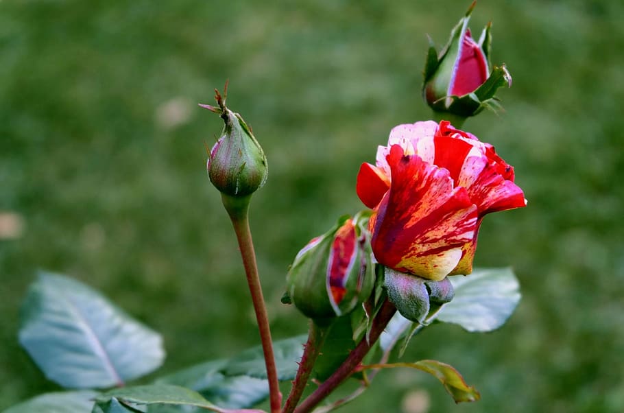 macro shot photography of red and yellow flower, rose, multi coloured HD wallpaper