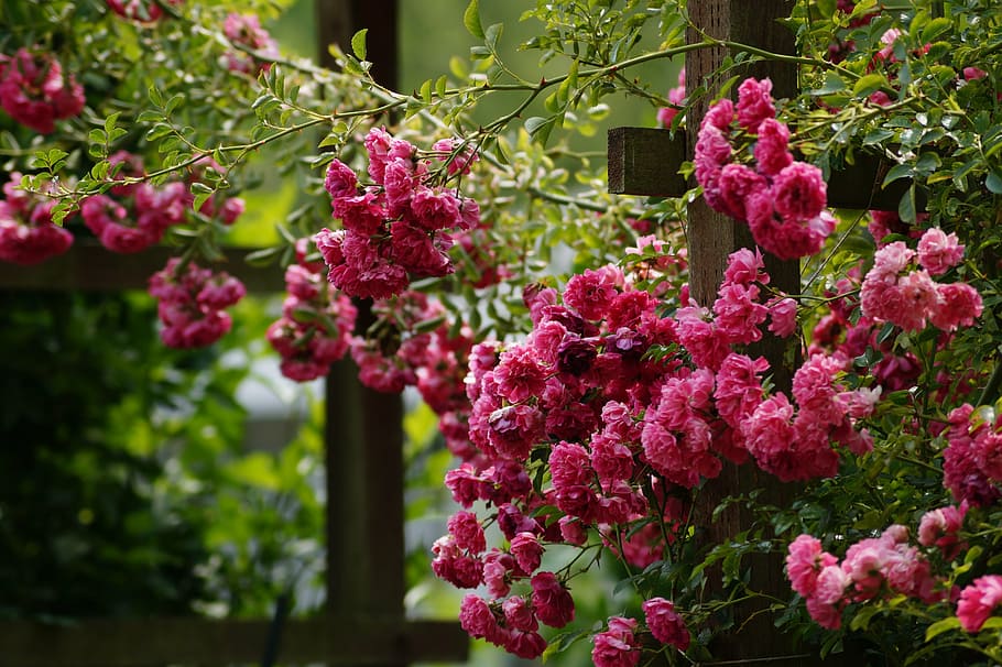 rose, red, love, romance, blossom, bloom, garden, climbing rose HD wallpaper