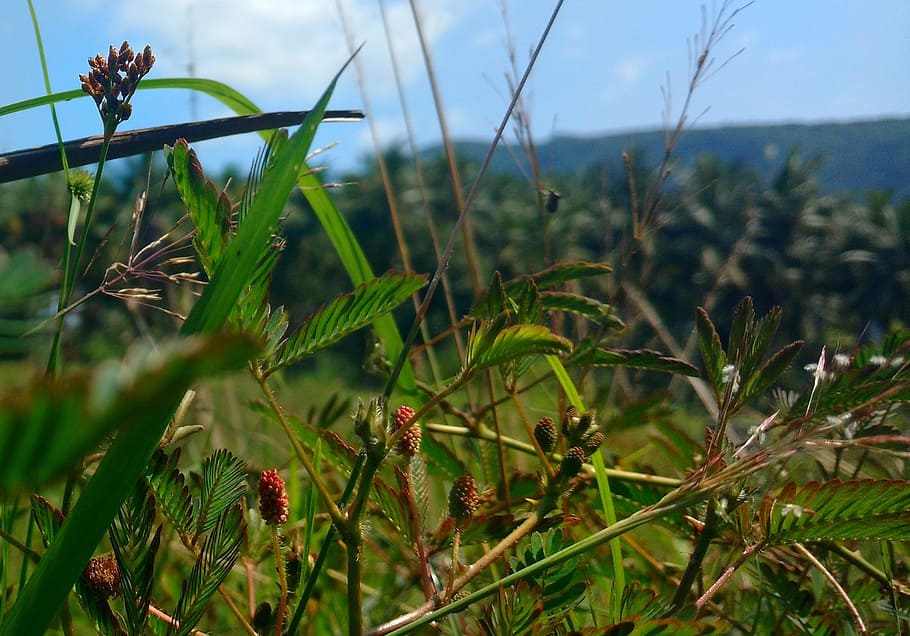 touch me not, plant, grass, growth, nature, beauty in nature HD wallpaper