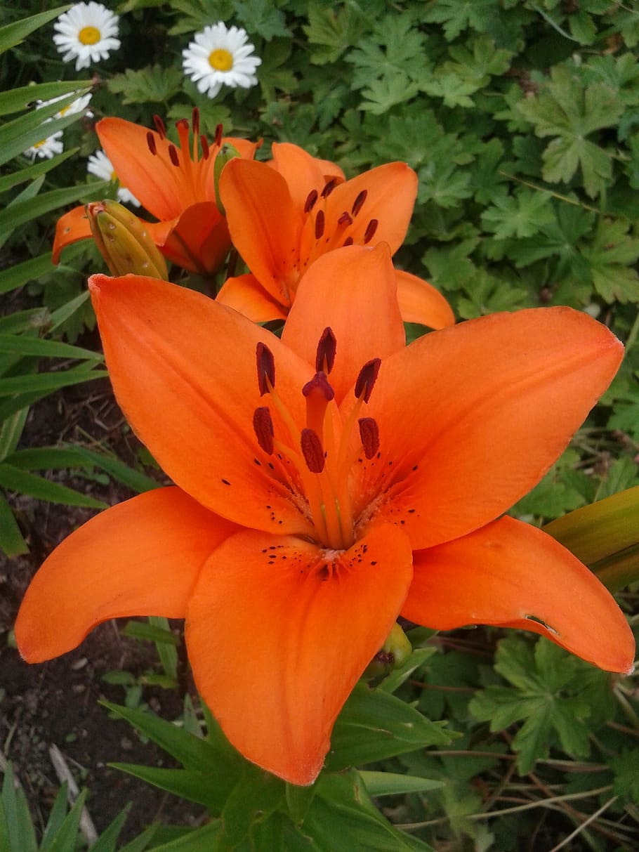 lily, garden, flowers, flowering plant, fragility, freshness HD wallpaper