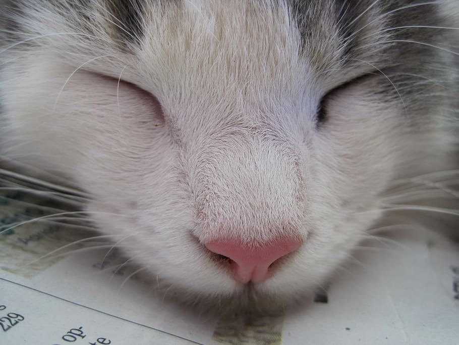 gray cat, Kitten, Face, Whiskers, white and grey, soft, fluffy HD wallpaper