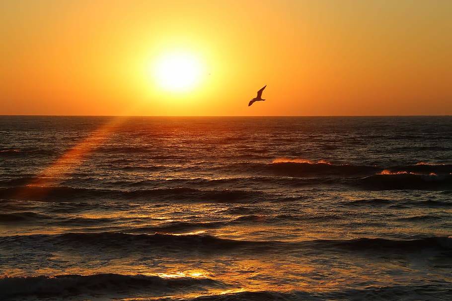 dawn, sea, sky, summer, sun, sunset, water, beauty in nature HD wallpaper