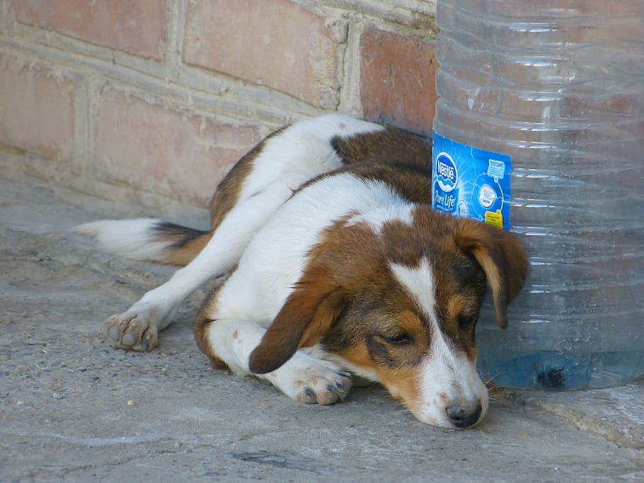 dog, tired, sleepy, concerns, pet, spotted, brown, white, sweet HD wallpaper