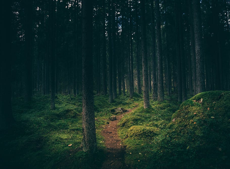 forest woods, plants, trees, pine, trunk, leaves, green, sky HD wallpaper
