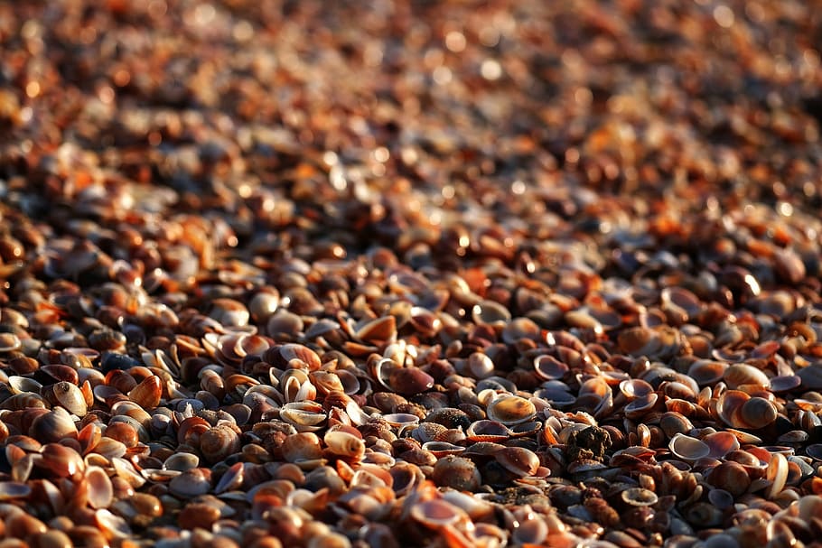 seashells, beach, bokeh, lighting, shadow, backgrounds, nature HD wallpaper