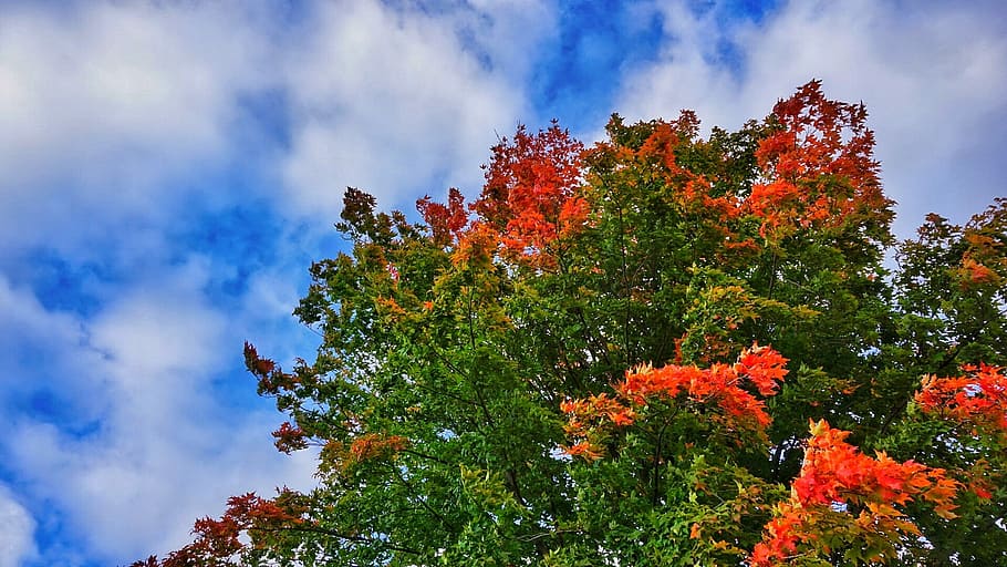 Sky, Tree, Fall, Nature, Sunny, blue, season, autumn, day, scene HD wallpaper