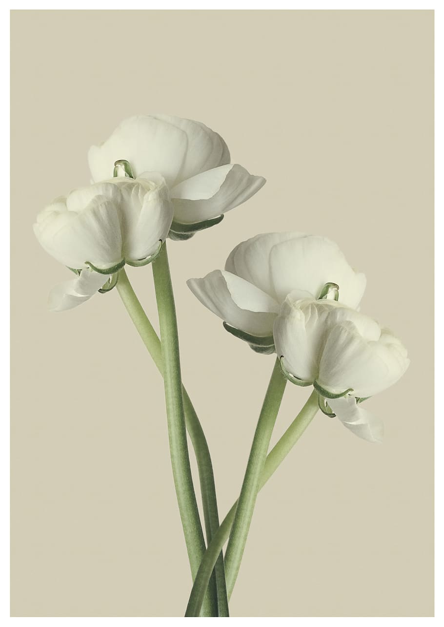 white flowered plant, ranunculus, blossom, bloom, beauty in nature HD wallpaper
