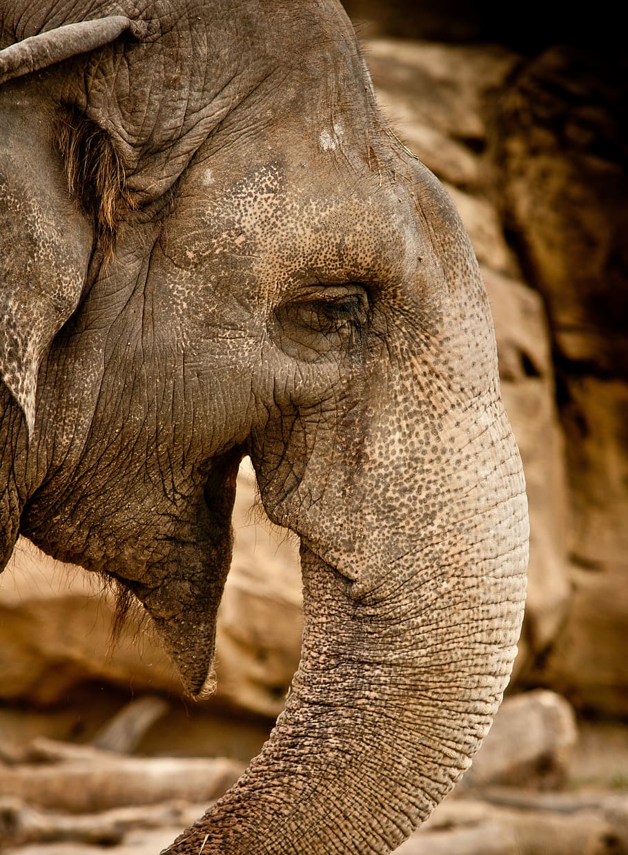 closeup photography of elephant's head, photography of elephant's right side eye HD wallpaper