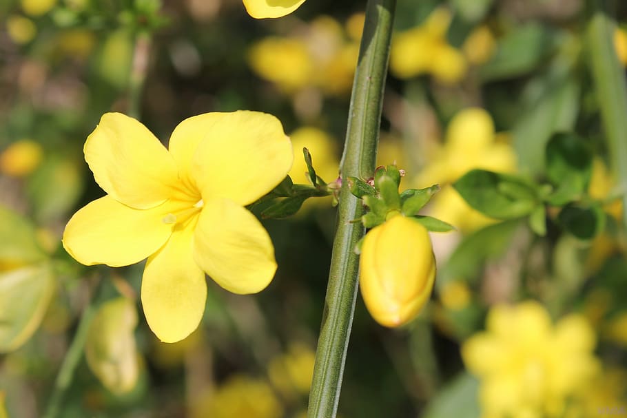 forsythia, flowers, spring, yellow, spring flowers, yellow flower HD wallpaper
