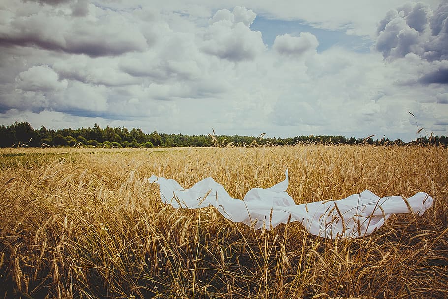 field, wheat, nature, cereals, kolos, agriculture, landscape HD wallpaper