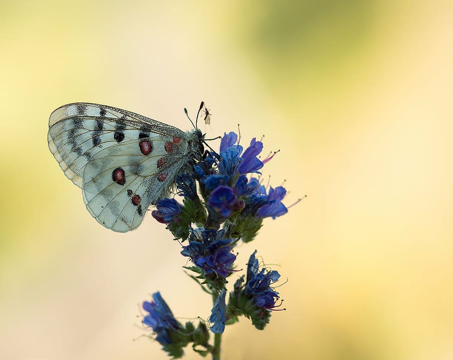 white and black spotted butterfly on purple petaled flowers HD wallpaper