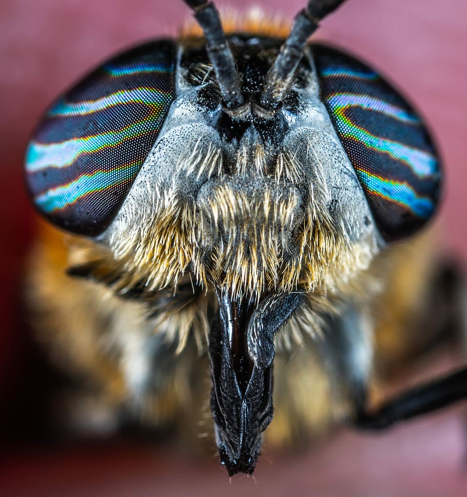 macro, portrait, horsefly, insect, eyes, bespozvonochnoe, diptera HD wallpaper