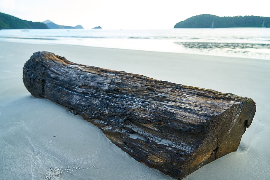 Billet, Wood, Tree, Beach, Beautiful, landscape, sky, marine HD wallpaper