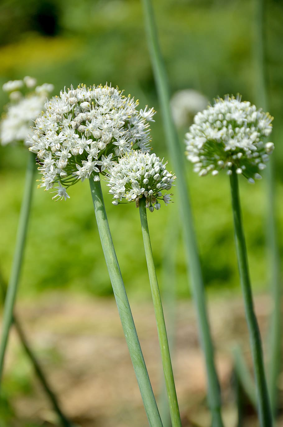onion, summer, greens, macro, flower, flowering plant, freshness HD wallpaper