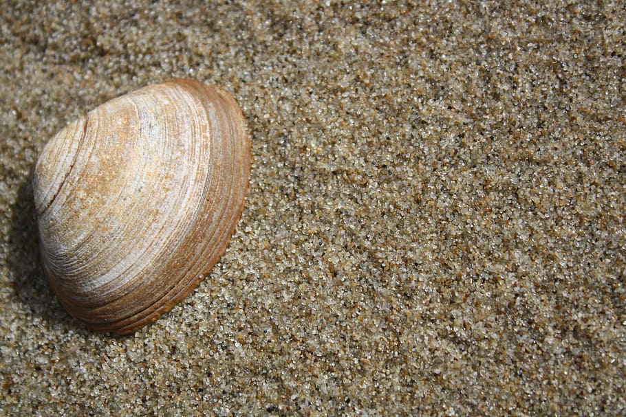 shell, sand, summer, beach, close-up, textured, land, animal wildlife HD wallpaper