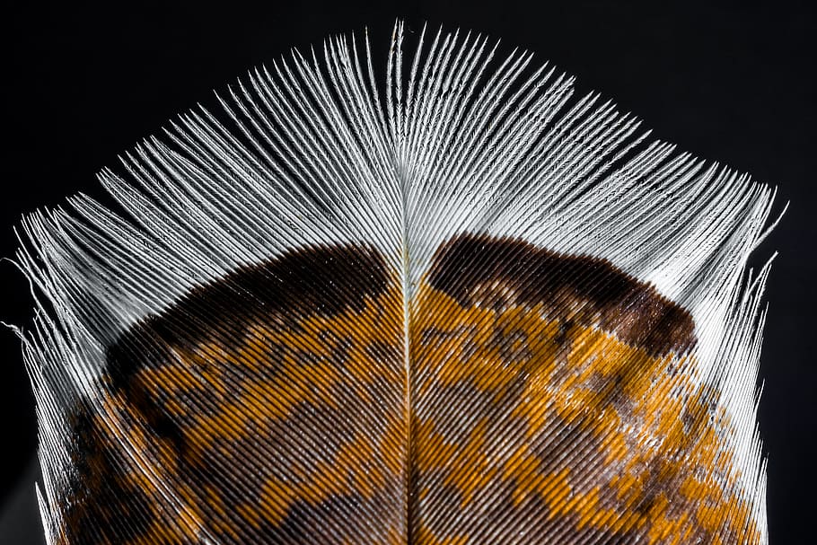 brown, gray, and white close-up photo of feather, bird feather HD wallpaper