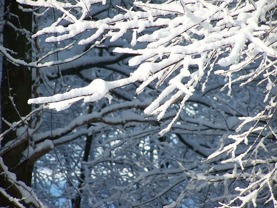snow, trees, nature, winter, season, branch, plant, cold temperature HD wallpaper