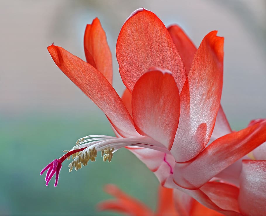 close up image of orange and white petaled flower, weihnachtskaktus HD wallpaper
