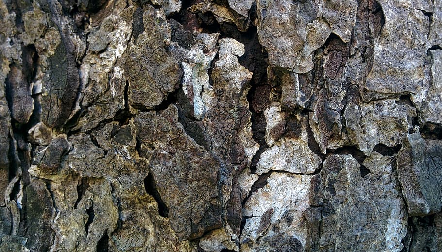 Texture, Pattern, Wood Grain, wood texture, forest, furniture HD wallpaper