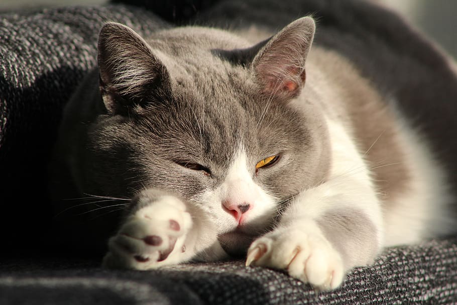 cat, mieze, domestic, pets, animal themes, mammal, one animal HD wallpaper