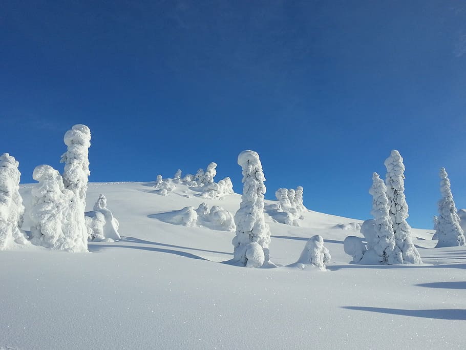 winter, snow, trees, norway, kvitfjell, cold, winter background HD wallpaper