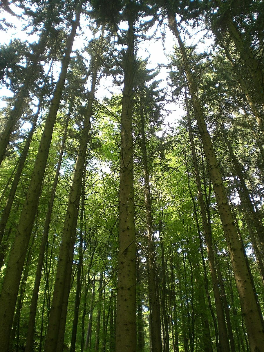 forest, green, trees, nature, plant, branch, low angle view HD wallpaper