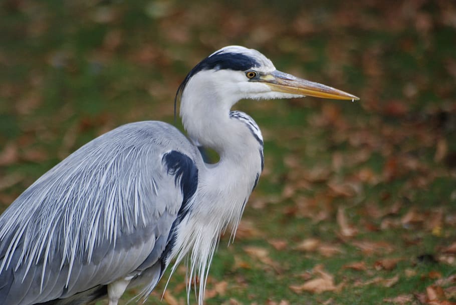 Grey Heron, Ardea, Cinerea, water bird, wader, shore bird, standing HD wallpaper