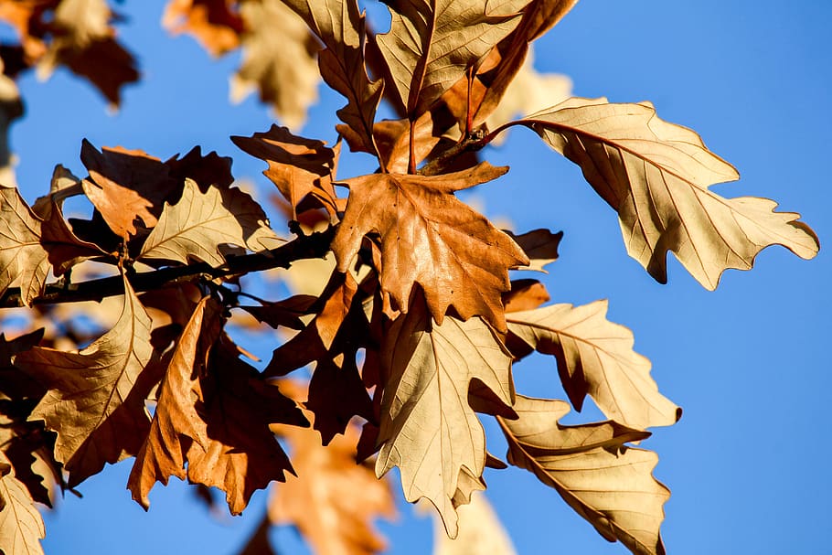 leaf, fall, nature, outdoors, flora, plant part, autumn, change HD wallpaper