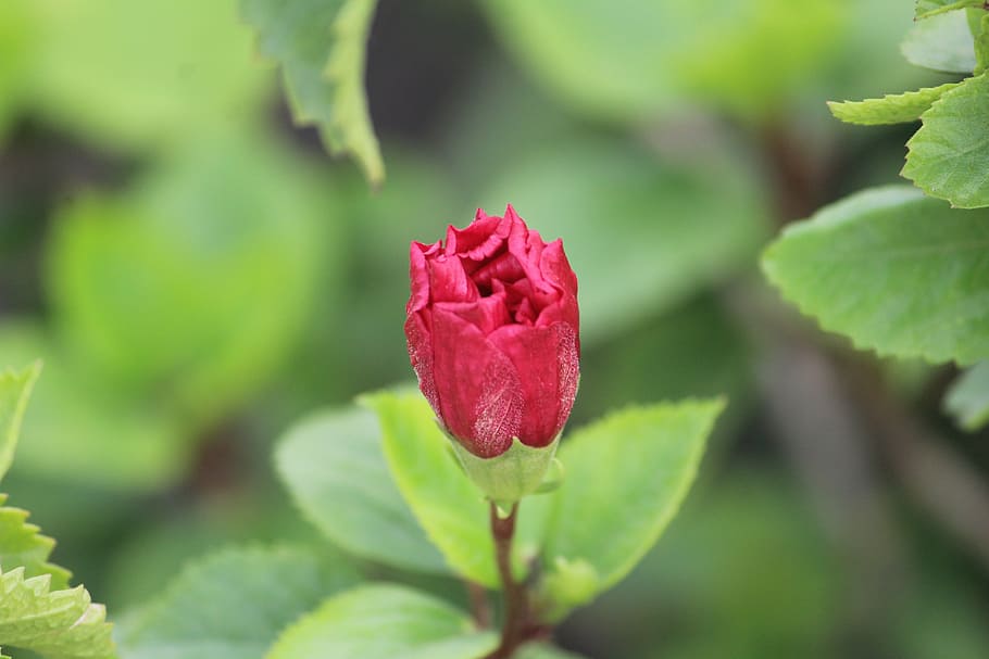 rose, rose bud, blossom, plant, flower, beauty in nature, flowering plant HD wallpaper