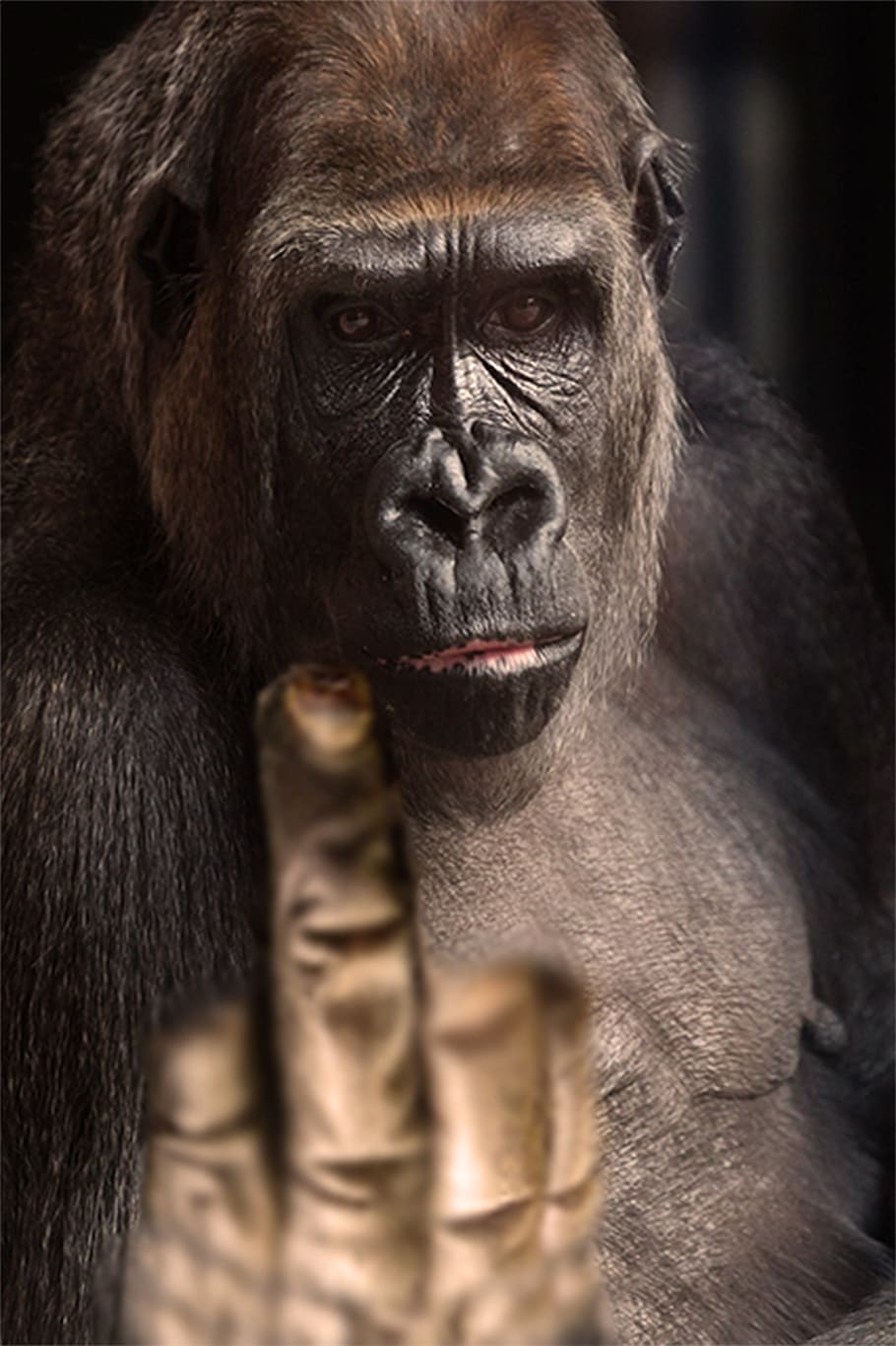 finger gesture, gorilla, primate, one animal, mammal, animal wildlife HD wallpaper