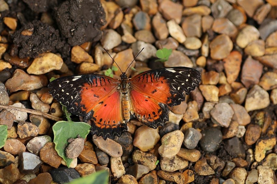 Butterfly, Spring, New Forest, Nature, insect, colorful, day HD wallpaper
