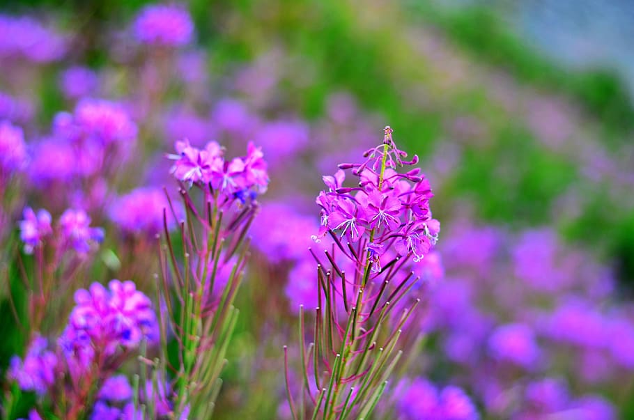 Flower, Nature, Spring, Plant, spring flowers, green, macro HD wallpaper