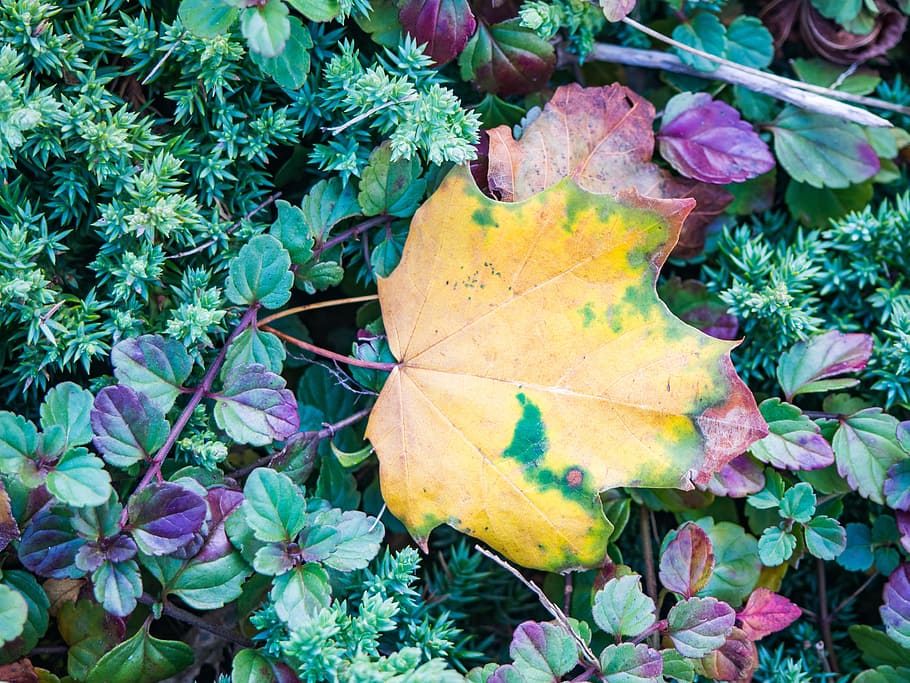 green, plants, leaves, trees, nature, fall, plant part, leaf HD wallpaper