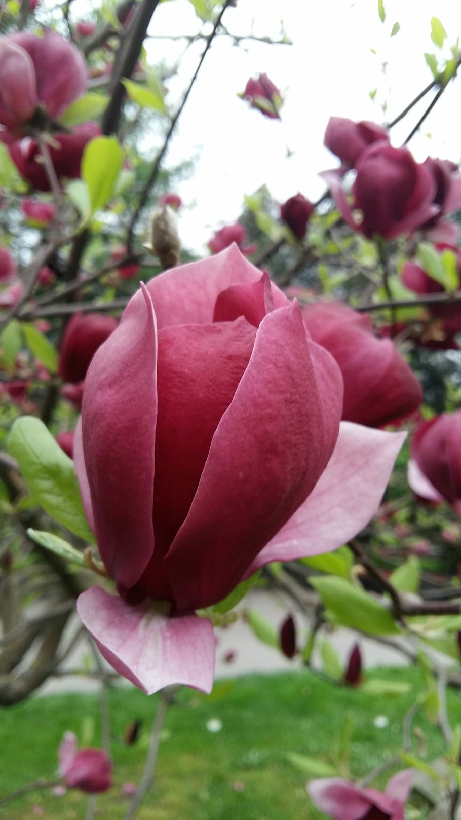 flower, nature, plant, leaf, flowering plant, beauty in nature HD wallpaper
