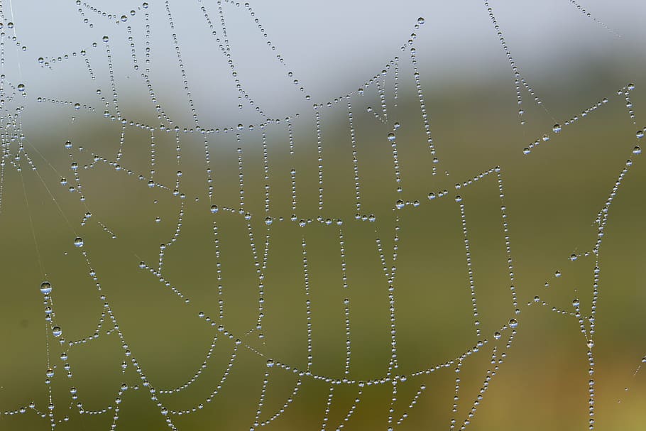 cobweb, network, dewdrop, morning sun, close, macro, mood, morgentau HD wallpaper