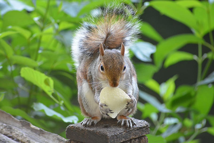 brown squirrel standing on brown surface, rodent, cute, mammal HD wallpaper