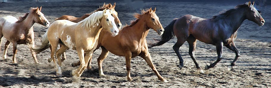 herd of horse, horses, rodeo, animal, stallion, brown, equine, HD wallpaper