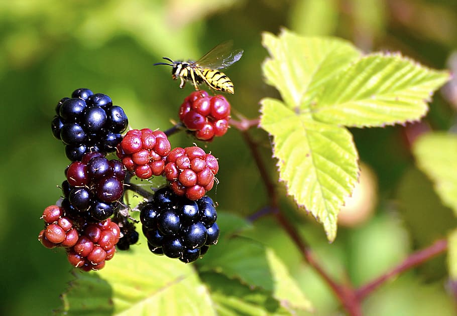 blackberries, bee, plant, leaf, immature, green, nature, food HD wallpaper