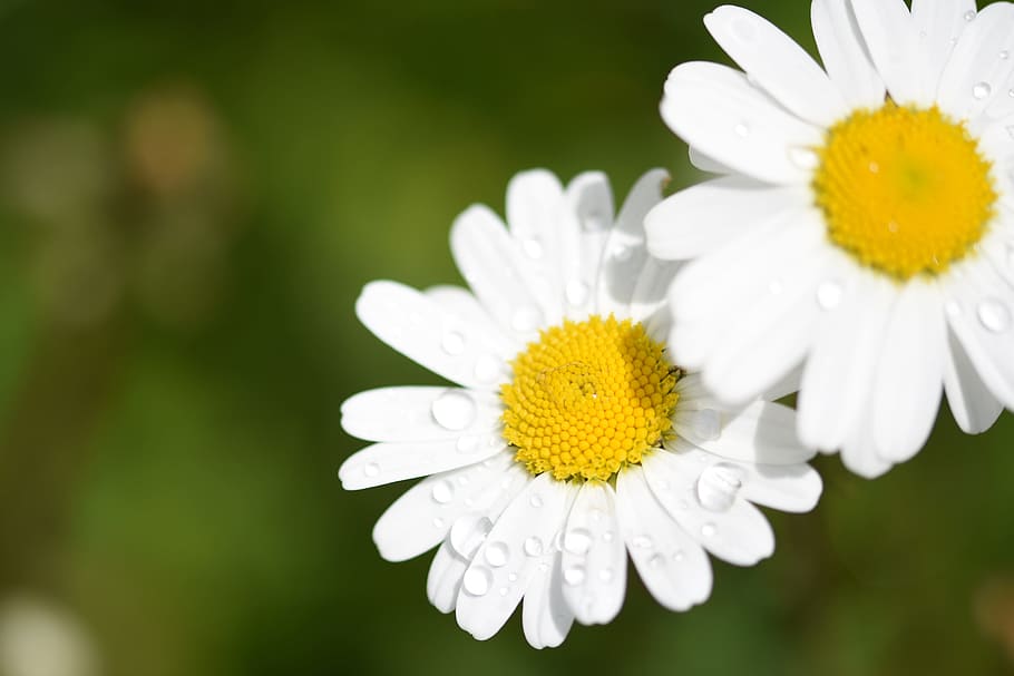 Flower, Macro, Nature, Spring, Green, blossom, bloom, daisy HD wallpaper
