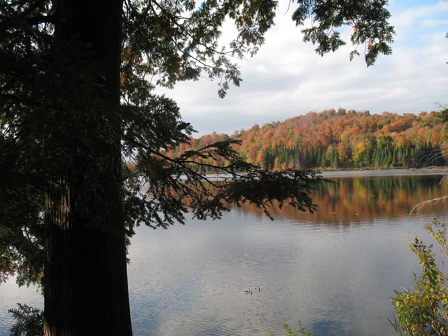 Fall, Nature, Trees, Forest, autumn landscape, lake, tree trunk HD wallpaper