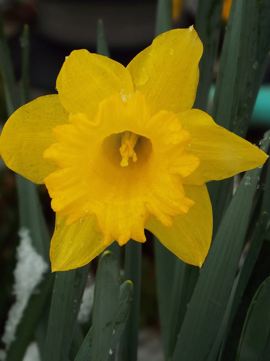 spring, flower, daffodil, flowering plant, yellow, petal, freshness HD wallpaper